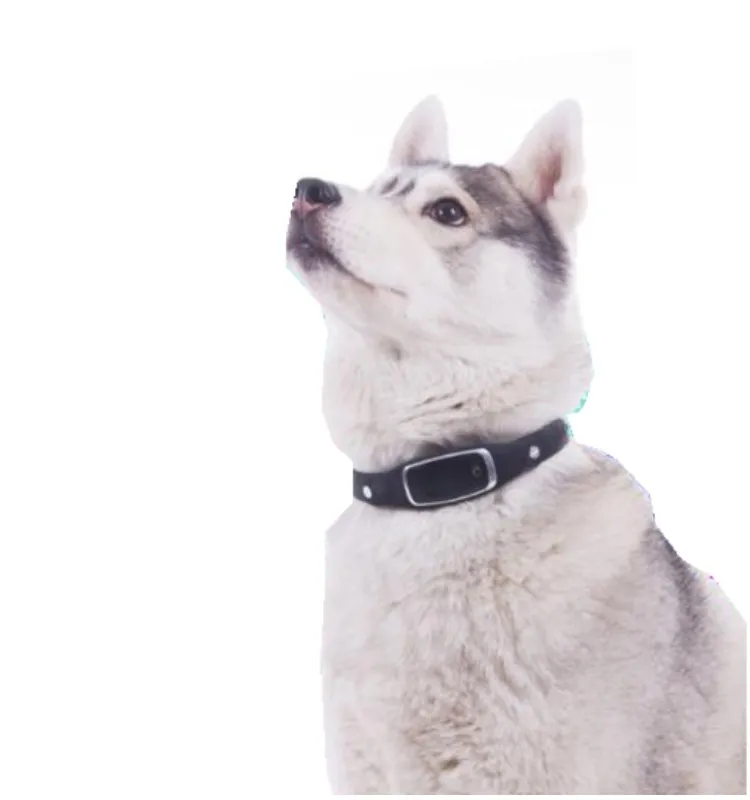 Pet gps collar s1 sale
