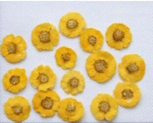 250 sztuk 18mm prasowany suszone stokrotka kwiat suche rośliny do żywicy epoksydowej wisiorek naszyjnik biżuteria robienia rzemiosła DIY akcesoria