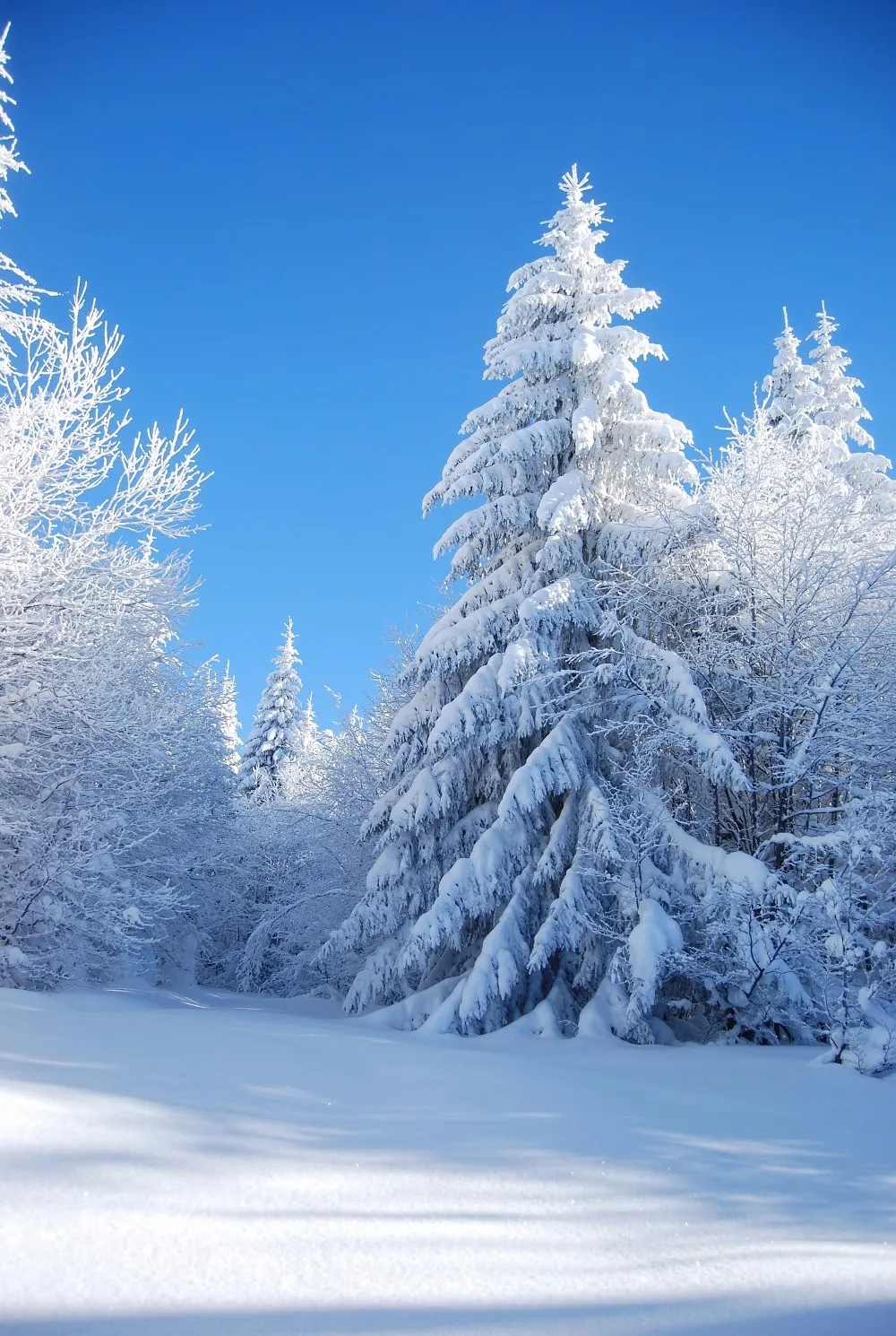 Cielo blu, alberi spessi innevati, foresta, sfondo fotografico, sfondo invernale, scenografico, per le vacanze, per bambini