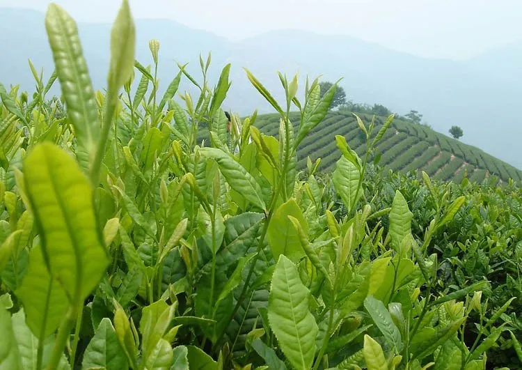 hot good 2022 Green Full Four Seasons Spring dongding new taiwan tea 250g High Mountains Jin Xuan Milk Oolong , Wulong Health Care