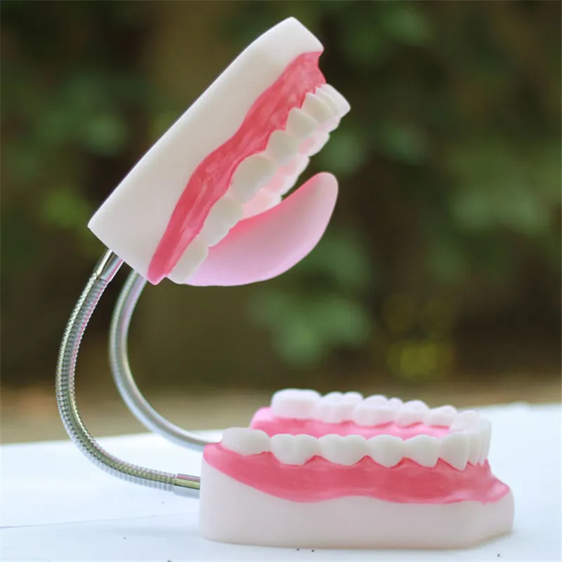 Gran oferta 6 veces modelo de clínica Dental de gran tamaño modelo de dientes