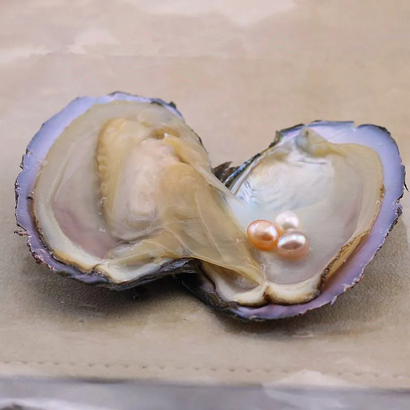 Ovala akoya pärla oyster vit rosa lila 7-8mm naturlig pärla diy pärla lösa dekorationer smycken vakuumförpackning grossist