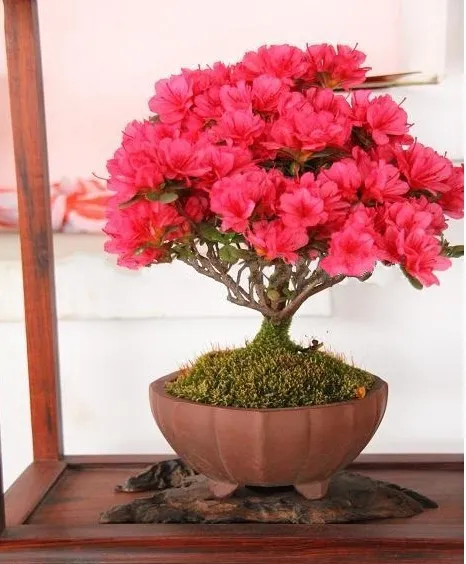 30 Samen / Pack Bonsai-Topfpflanze Roter Krape Myrte Baum Samen Blumensamen