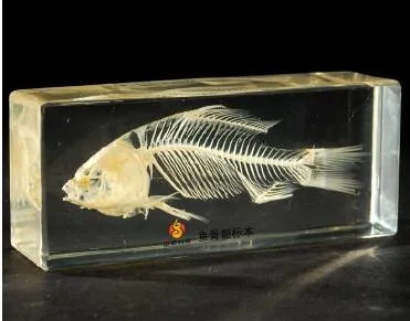 Fish Skeleton Specimen Acrylic Resin Embedded Animal Skeleton Education  Toys Transparent Mouse Paperweight Student Biology Science Kits From  Bestspecimenshop, $42.82