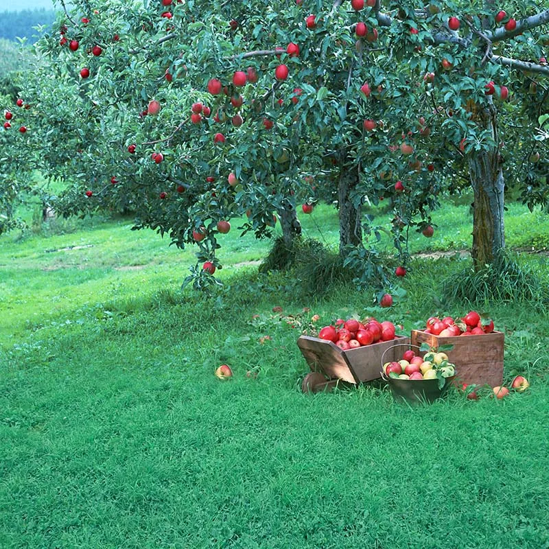 Miúdos Fotografia Cenários Frutas Jardim Tema Colheita Pradaria Verde Macieiras Crianças Ao Ar Livre Foto Estúdio de Fundo