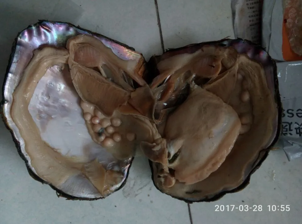 Delievery idag när din betalade gratis fraktavgift skickas av FedExip2-5Days vakuumstock Färsk vatten Akayo Pearl Oyster Monster Oysters