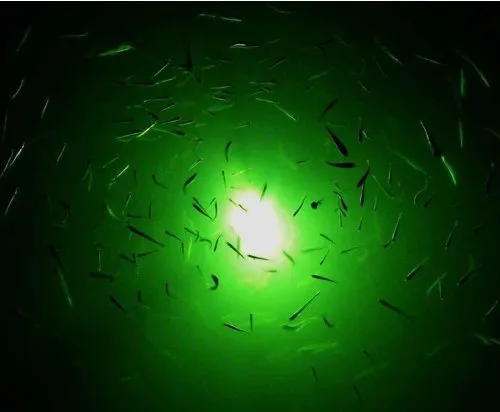 Attrezzatura attrarre la pesca da 8W LED Green Underwater Squid Lure Attrezzatura da pesca notturna barca sommergibile