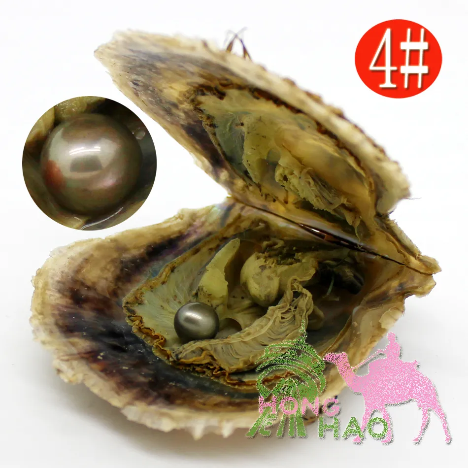 Perle d'acqua dolce rotonde all'ingrosso da 6-7 mm con ostrica di conchiglia di akoya d'acqua di mare 29 tipi di colore della perla disponibili