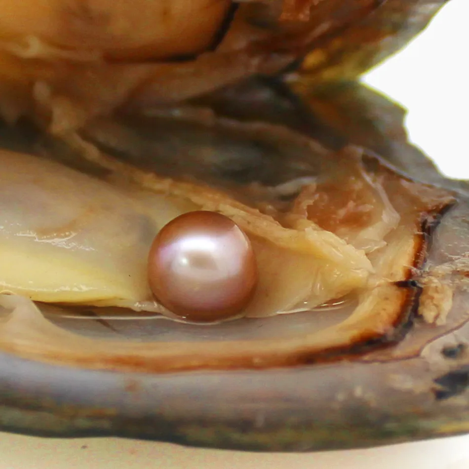 by dhl 2-5 days wholesale AAAA6-7mm vacuum packed freshwater pearl oyster, pearl color is 20# natural purple