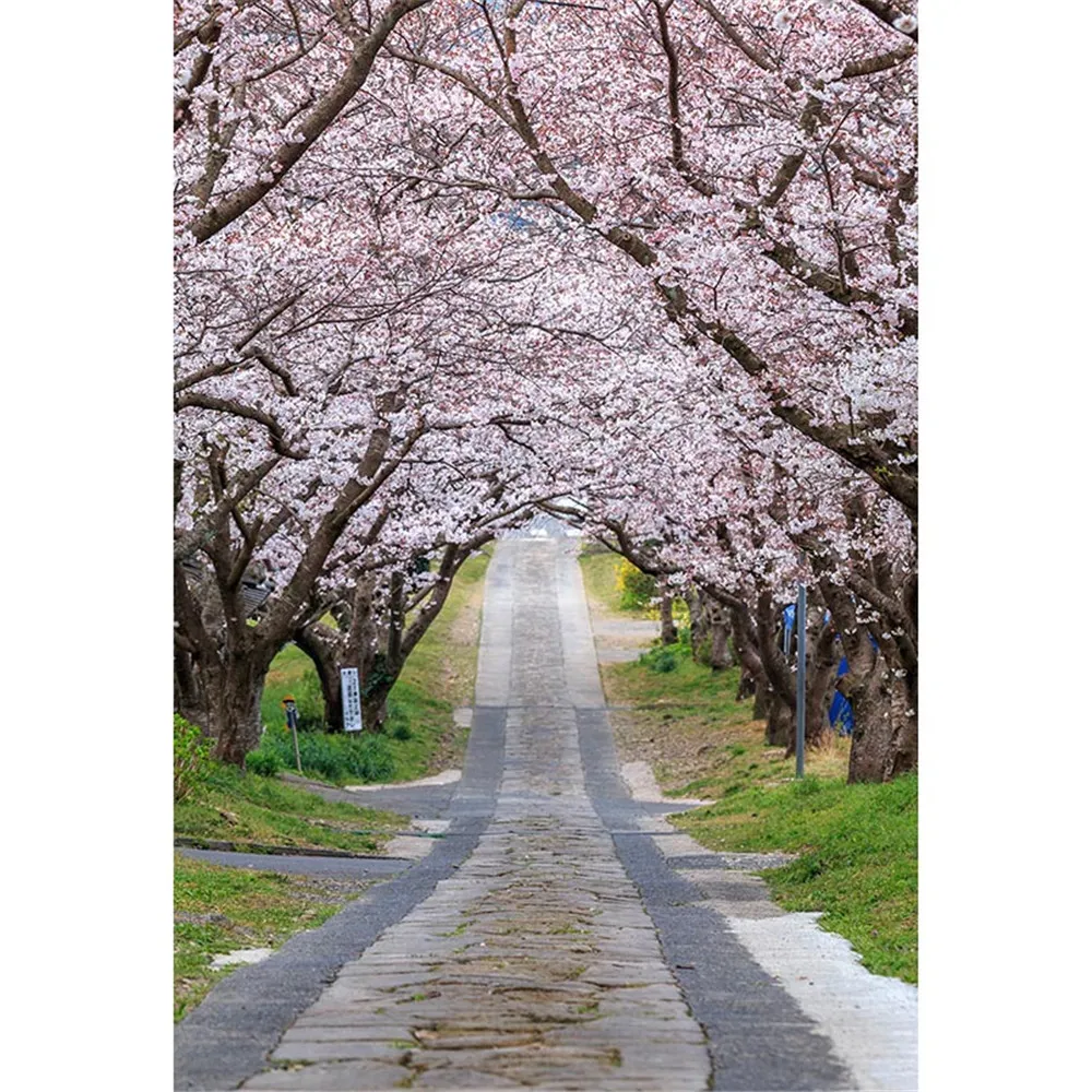 Bahar Kiraz Çiçekleri Bahçe Fotoğraf Stüdyosu Arka Uzun Yol Ağaçları Çocuk Çocuk Kız Düğün Fotoğraf Arka Planında