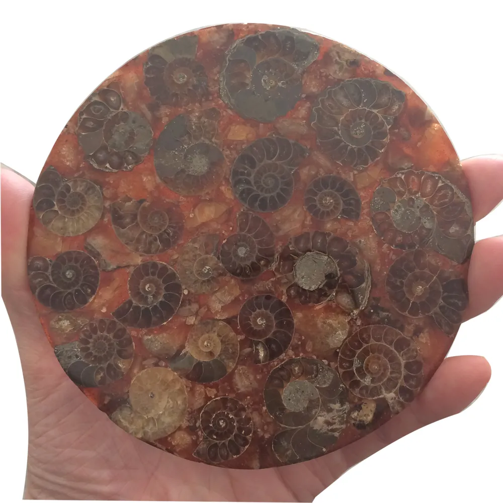 DingSheng Brown Ammonite Fossil Slice Coaster Natural Jadify Crystal Plate Shell Conch Snail Jade Cuarzo Stone Cup Mat Mineral Specimen