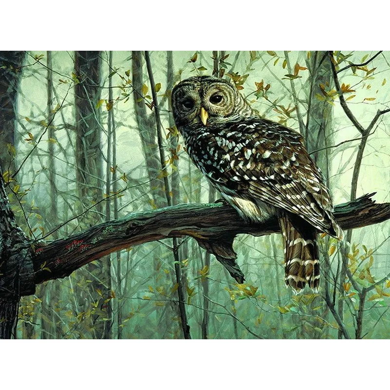 Peinture Par Numéros Adultes - Peintures À Faire Soi-même - Hibou Coloré -  Hibou 