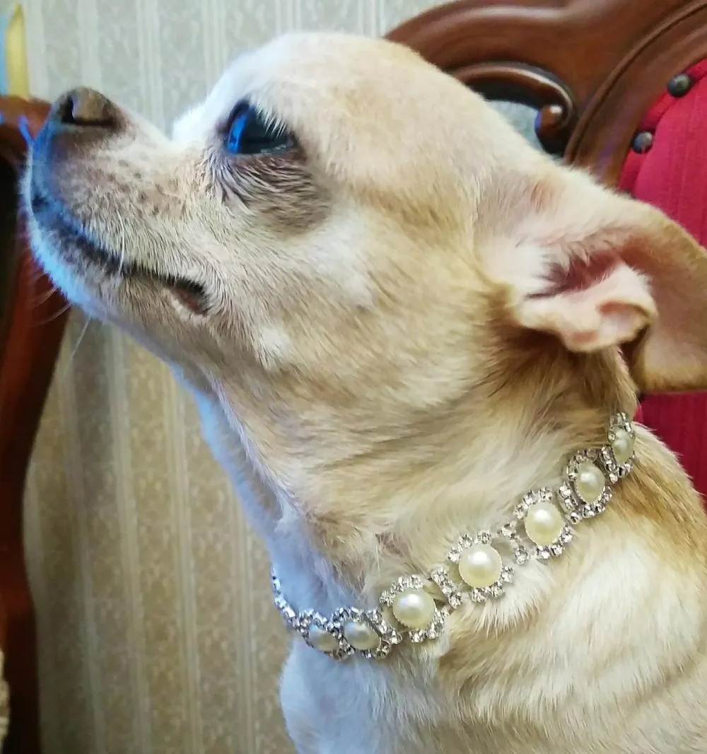 Glamour Chihuahua Dog Wearing Fashion Dress With Pearl Necklace Stock Photo  - Download Image Now - iStock