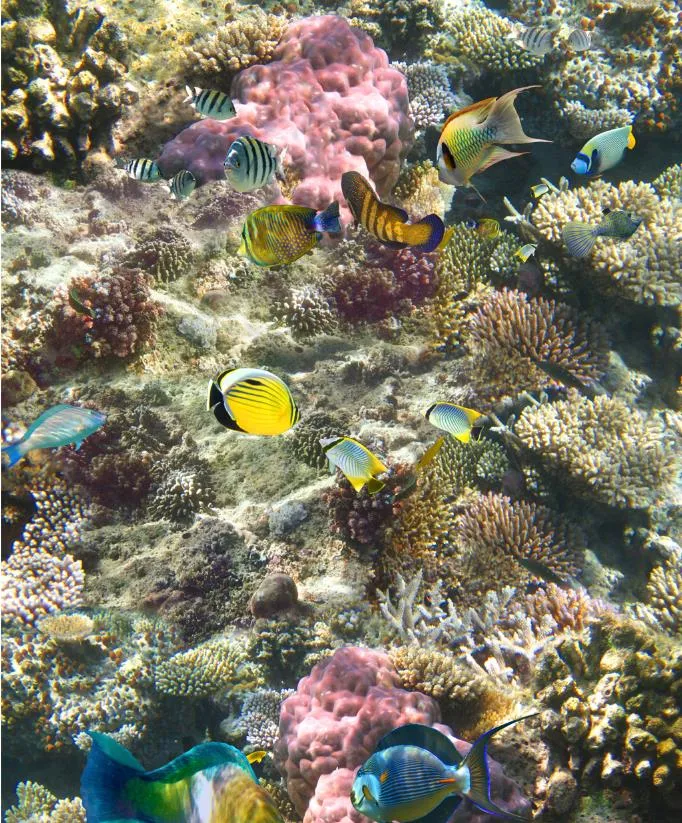 3D -våningen Vattentät tapet för badrum Sead Coral Tropical Fish 3D Floor målning Selfadhesive Wallpaper1413359