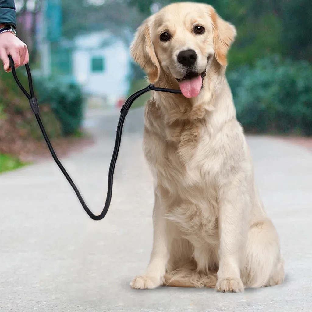 Pet Dog Nylon Ajustável Collar Training Loop Slip Leash Corda Chumbo Pequeno Tamanho Vermelho Azul Preto Cor