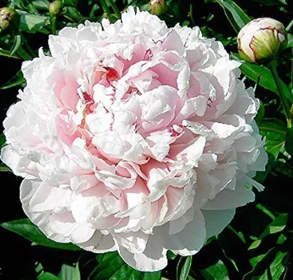 Planta de raíz desnuda Peony de Sarah Bernhardt - Bombilla doble rosa