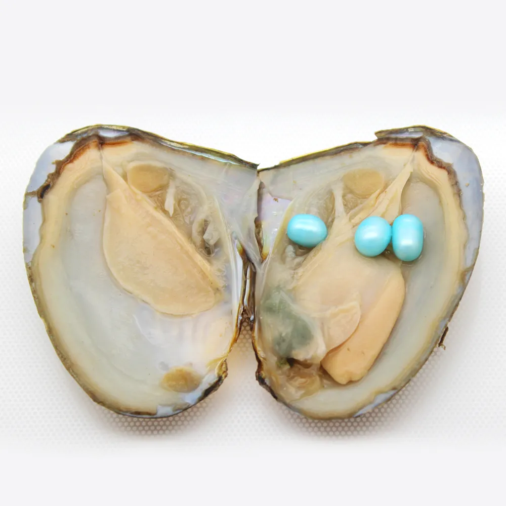 Oval Pearl Oyster, Pearl is Freshwater Pearl 6-8mm Color #3 (Sky Blue), Vacuum Packaging Spot Wholesale (Free Shipping)