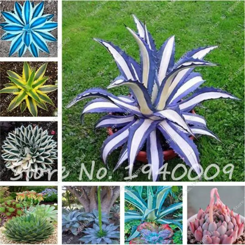 50個/バッグ盆栽の花の種アガベ種子、まれな多肉植物の多年生の花の種子の庭の装飾のためのアガベの鍋の植物