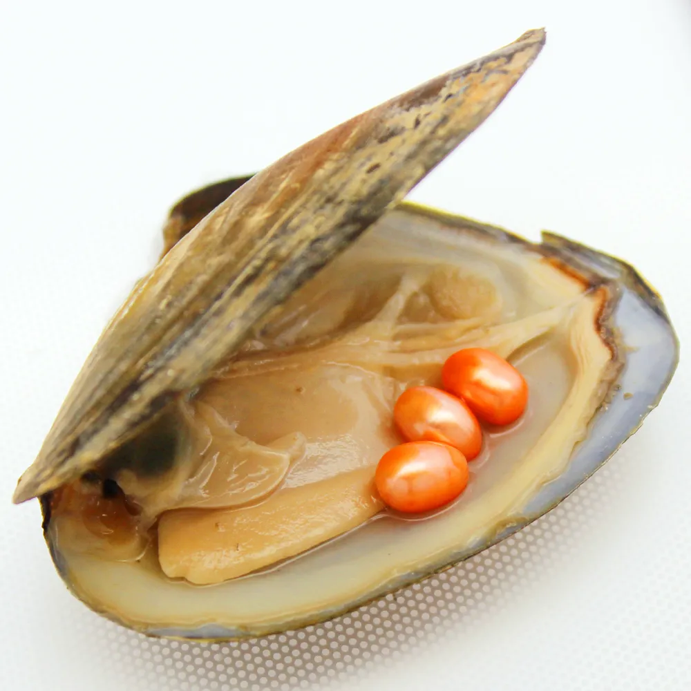 لؤلؤة Oyster Oyster الجديدة ، Pearl المحار هو 6-8mm3 نفس اللون # 2 (برتقالي) لؤلؤة المياه العذبة الطبيعية ، بقعة بالجملة (شحن مجاني)