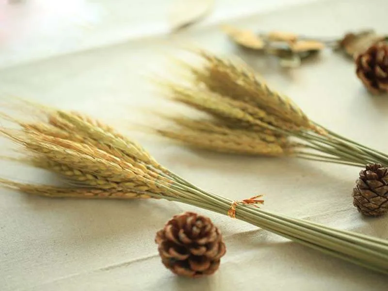 15 pezzi mazzo di fiori di grano naturale 2018 Nuovo grano reale fiori secchi originali puntelli ecologici di grano intero4490088