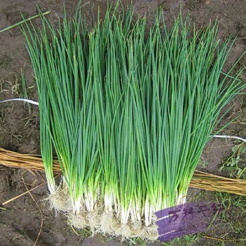 Купить Семена Лука В Краснодаре