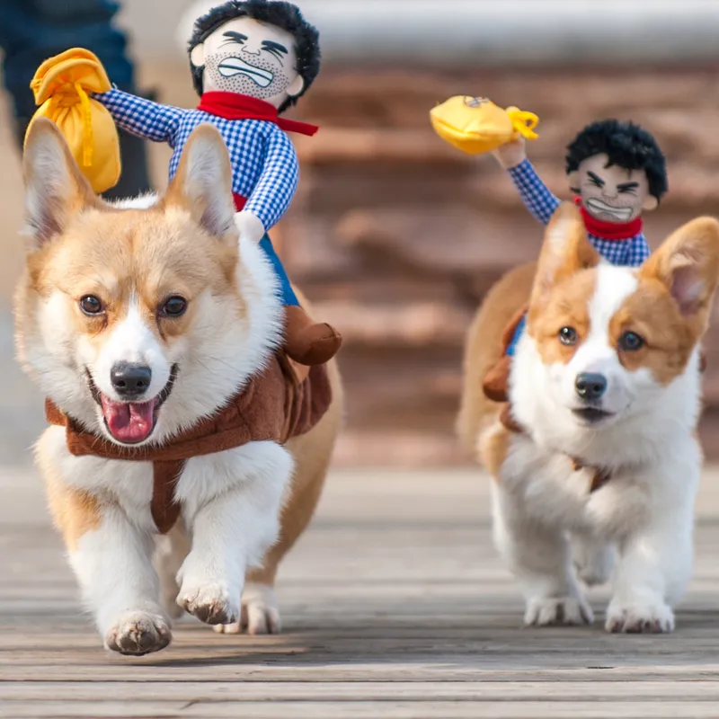Il cane creativo del giocattolo libero di trasporto copre i vestiti di inverno dell'animale domestico del cavaliere del cowboy di trasformazione divertente di personalità dei giocattoli