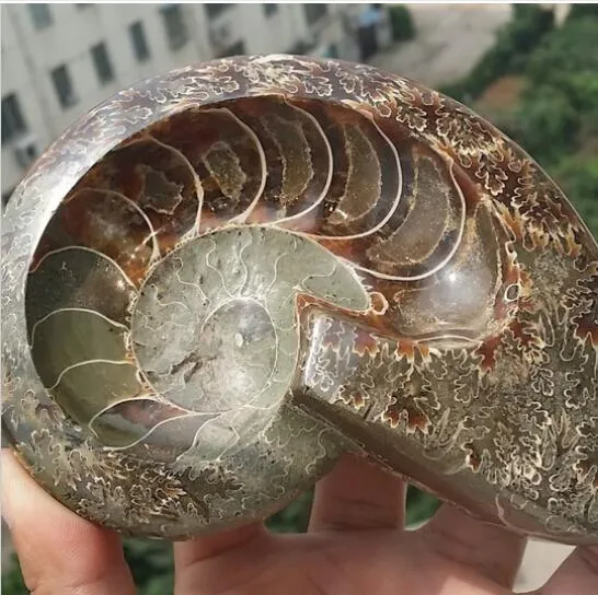 Iridescent ammonite for sale best sale