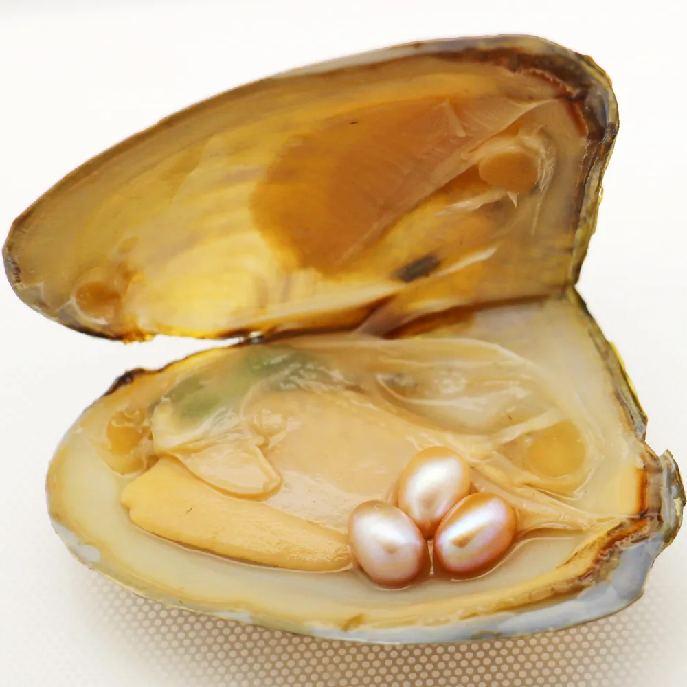 2018 bijoux de mode huîtres perlières d'eau douce naturelles 6-8mm3 # 20 emballage sous vide d'huîtres inversées perle violette naturelle