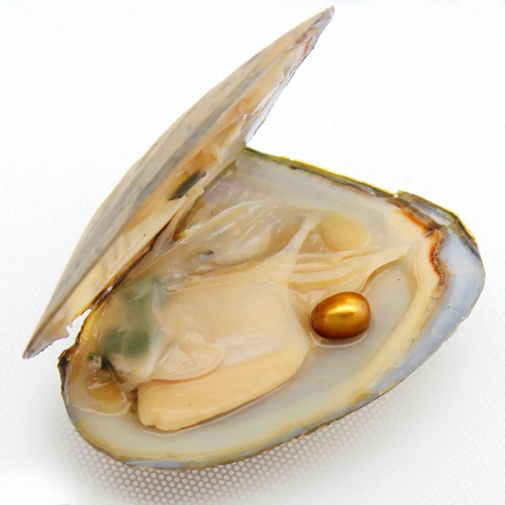 Wholesale bulk high quality vacuum packed pearl oysters, 6-8mm pearls cultured in oysters (pearl color is tan, free shipping)