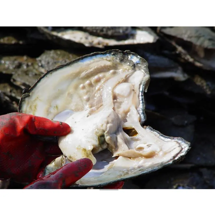 2020 DIY Big ostra pérola aquicultura 20-pérolas Atacado individualmente embalado a vácuo Cultivadas fresco Oyster Pearl Farm Fornecimento