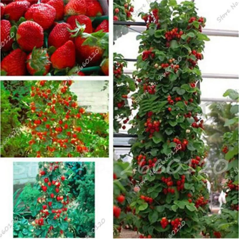 100 stücke Rot Klettern Erdbeerbaum Samen Exotische MultiColor Erdbeersamen Obst Samen für Garten Bonsai Farmer Zimmerpflanzen