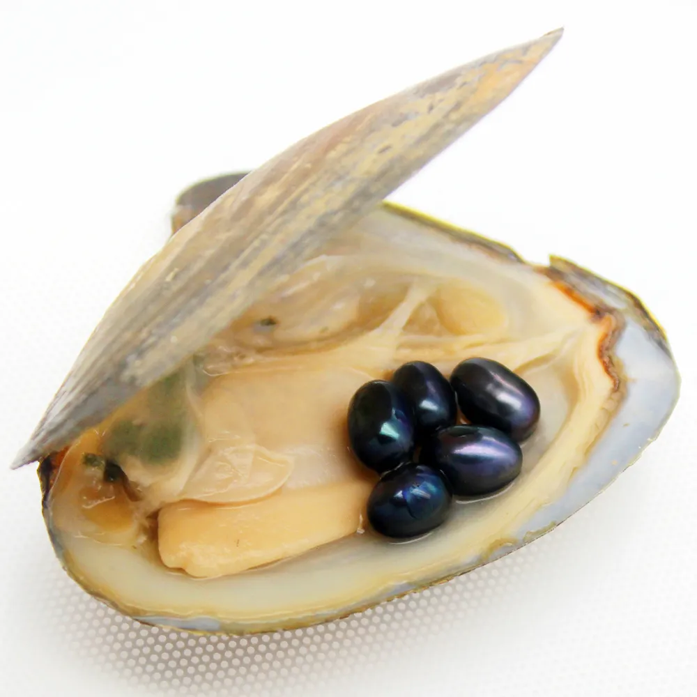 2018 Gioielli con ciondoli Perla d'acqua dolce naturale Ostrica 6-8mm # 6 Perla ovale nera e ostrica Regalo sottovuoto la famiglia