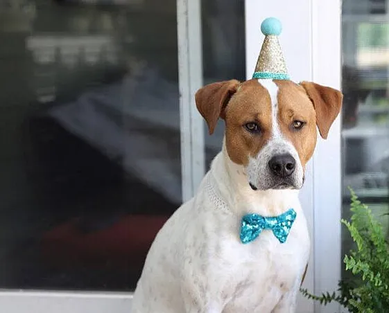 Kuoser Costume De Smoking Pour Chien De Petite Et Moyenne Taille, Chemise Pour Chiot Avec Nœud Papillon Rose Amovible, Chien Costume Formel Pour Fête De Mariage Festival