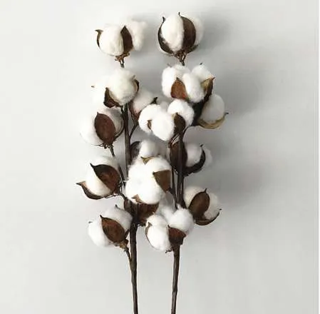 8 têtes branche fleurs de coton séché naturel plantes artificielles fleurs  branche pour la décoration de