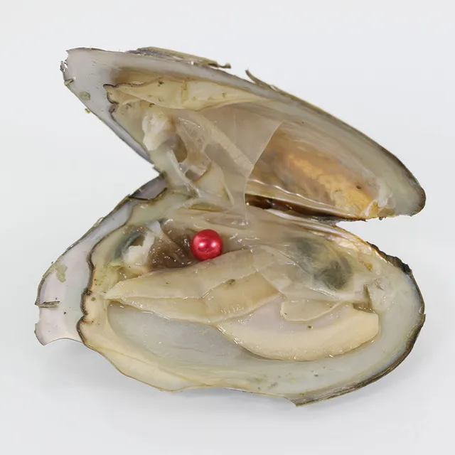 Neue Akoya hohe Qualität billige Liebe Süßwasserschale Perle Auster 6-7mm rot grau hellblau Perl Auster mit Vakuumverpackung A-0050