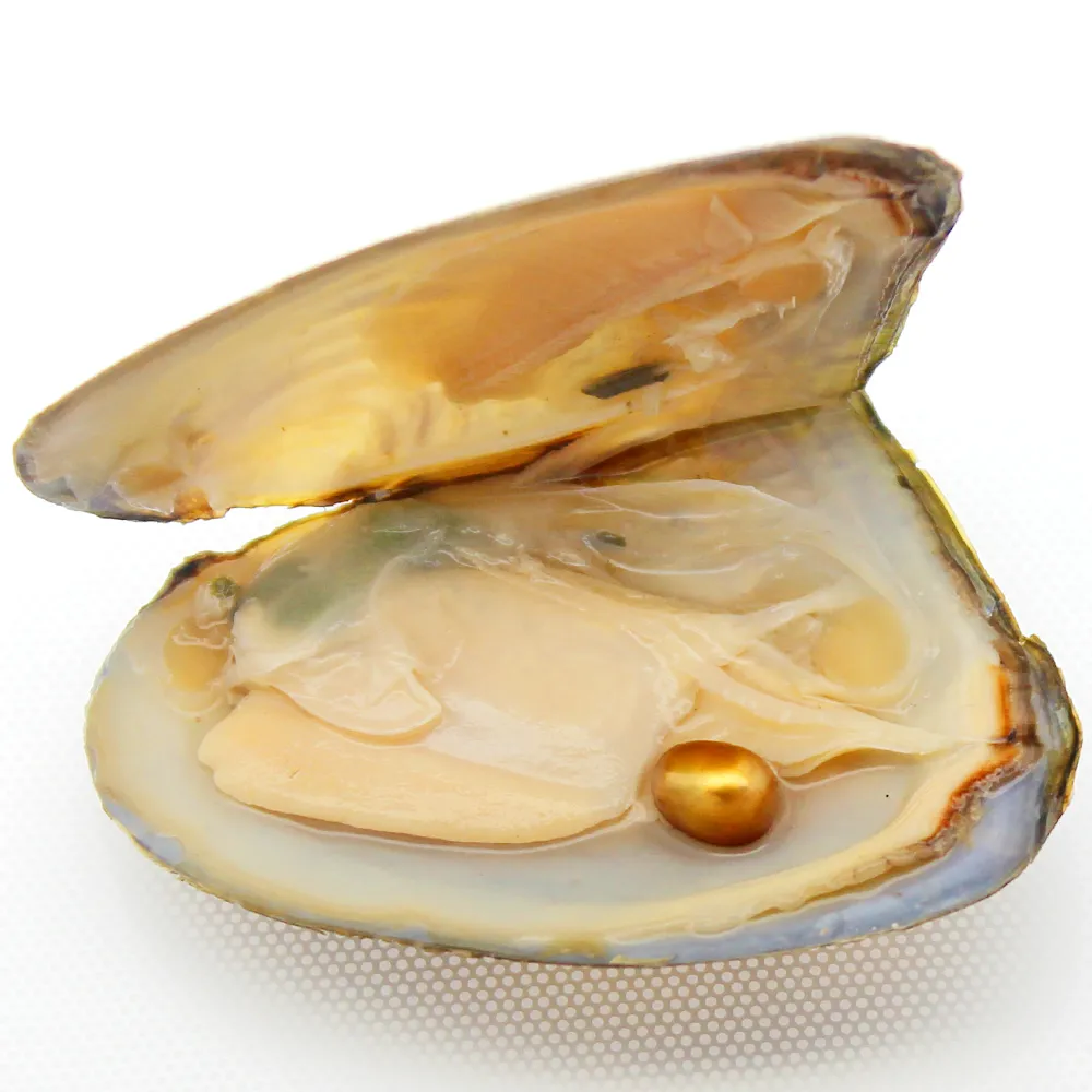 Bulk akoya deals pearl oysters wholesale