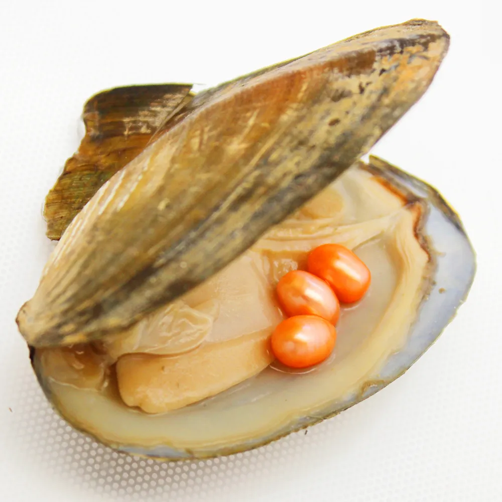 لؤلؤة Oyster Oyster الجديدة ، Pearl المحار هو 6-8mm3 نفس اللون # 2 برتقالي لؤلؤة المياه العذبة الطبيعية ، بقعة بالجملة شحن مجاني