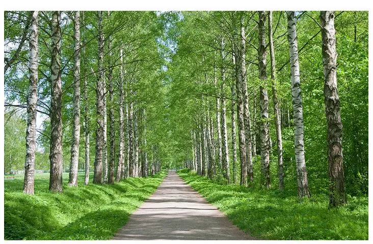 Custom 3d Photo Wall paper Original birch tree aspen tree avenue green background wall Art Mural for Living Room Large Painting Home Decor