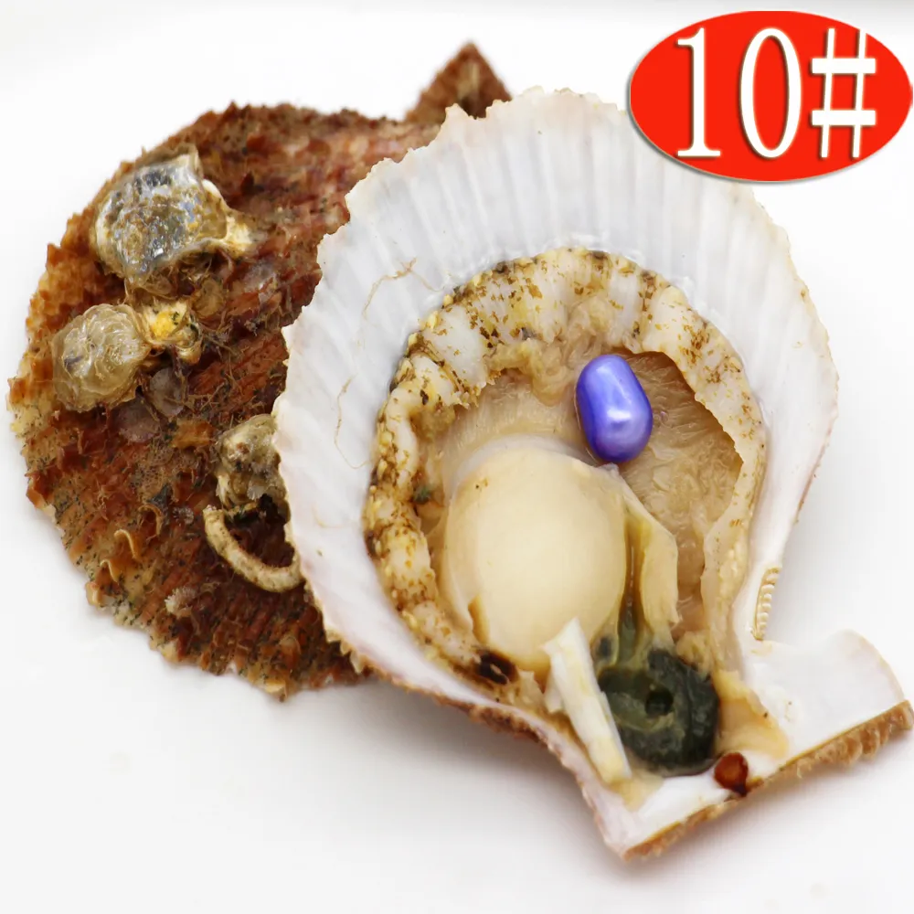 Wholesale Party Surprise Gift Seawater Red Shell Oysters with 6-8mm Oval #10 Light Blue Pearl 1pcs