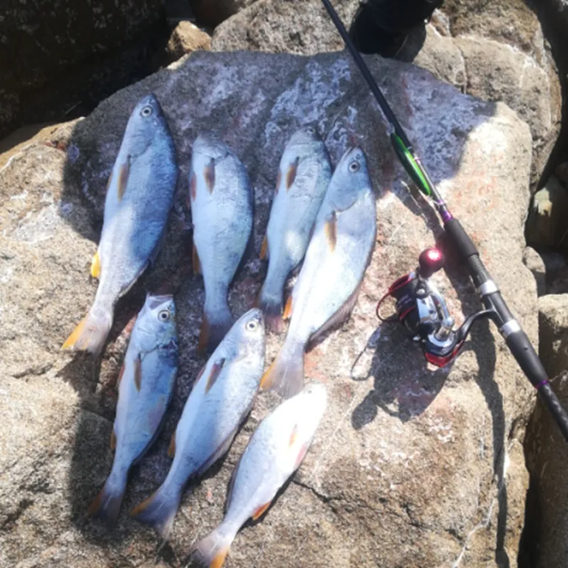 Baits Trulinoya BEARKING DW48 20.5G/11CM Minnow Fishing Lure Hard Bass  Fishing Tackle HARD LURE From Jersey168, $60.34