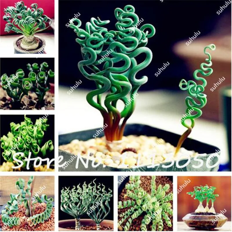 200 Pcs Spring Grass Seeds Succulents plant Grass seeds DIY bonsai Potted Garden Home Exotic Plant Spiral Grass Bonsai Seeds