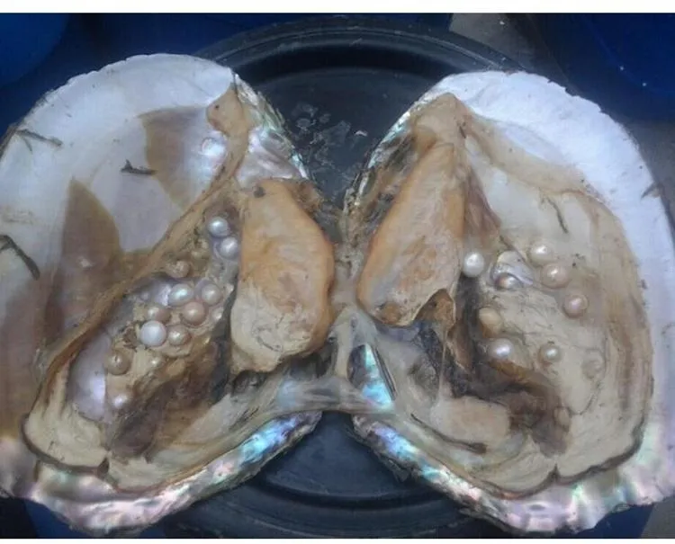 2018 Atacado Big ostra pérola Cinco anos aquicultura 20-pérolas individualmente embalado a vácuo Cultivadas fresco Oyster Pearl Farm Fornecimento