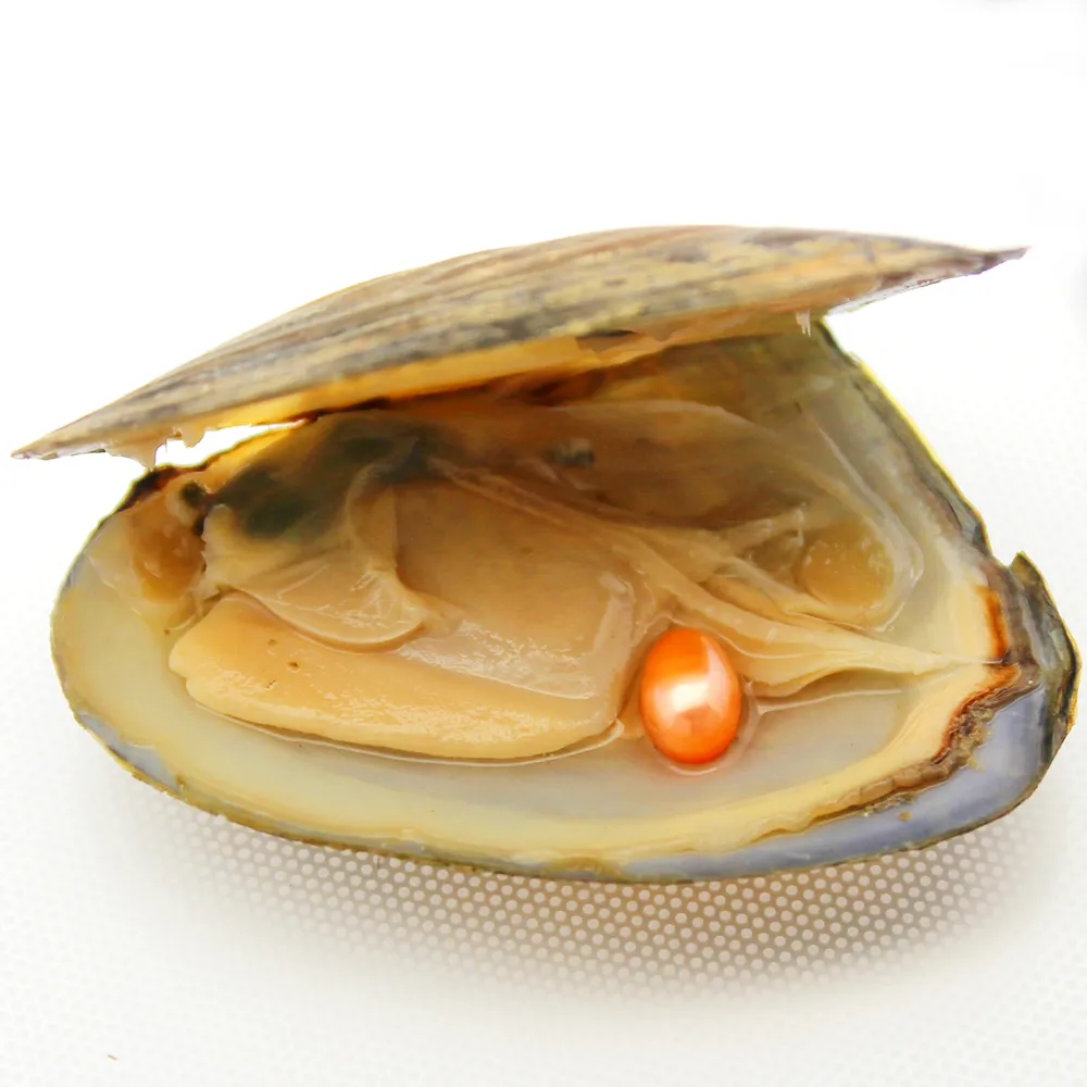 Descubra ostras de pérolas ovais de água doce naturais no atacado, pérola # 2 laranja, um total de 3 cores naturais e 18 tingimentos artificiais