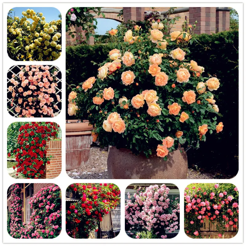 100 Pcs/Bag Climbing Rose Seed Outdoor Potted Bonsai Plants Rose Rosa Perennial Flowers Plant For Home Garden Climbing Plants