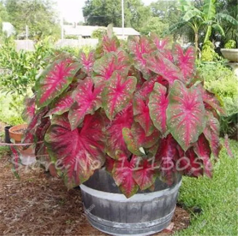 Lot de 60 nouvelles graines fraîches de caladium rouge et vert