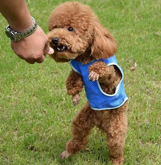 青い通気性の夏の犬の冷却ベストコートノースリーブの子犬のジャケットペット服の服犬TシャツコートXS S M L