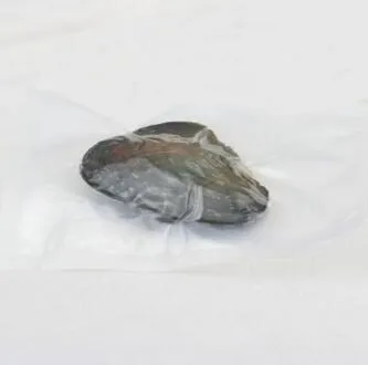 Perlen 6-7,5 mm natürliche Perle Auster mit Wasser lose Perlen für DIY Schmuckherstellung Vakuumverpackung Großhandel