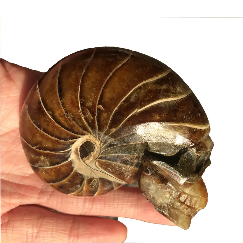 2st Brown Ammonite Fossil Skull Natural Jadify Crystal Shell Conch Snail Jade Quartz Stone Mineral Prov
