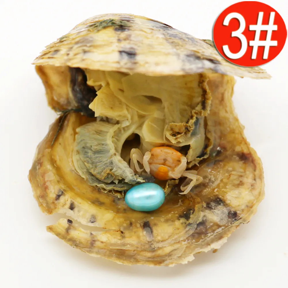 الجملة Akoya oysters pear teardrop oyster shell 6-8mm color freshwater natural term