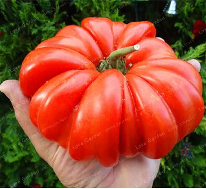 24 types graines de tomates nutritives rares ￩normes graines de tomate Bonsa￯ Organiques de l￩gumes Graises Plante en pot pour jardins maison 100 pc2739